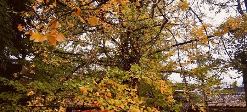 腾冲银杏村古枫农家客栈图片