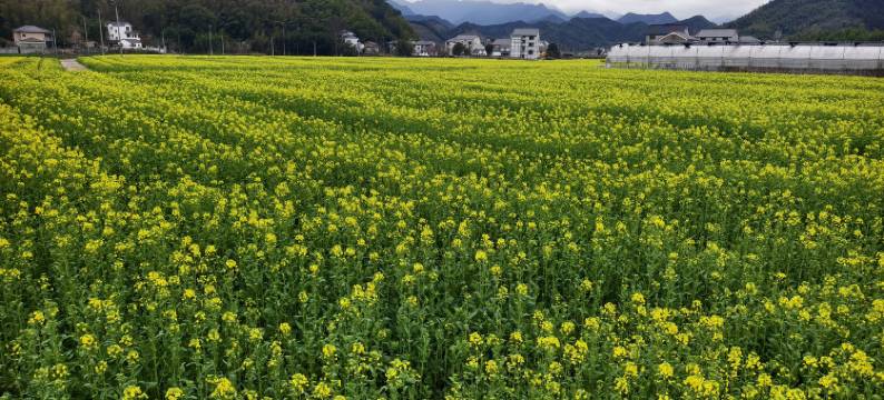 花筑·樱语民宿图片