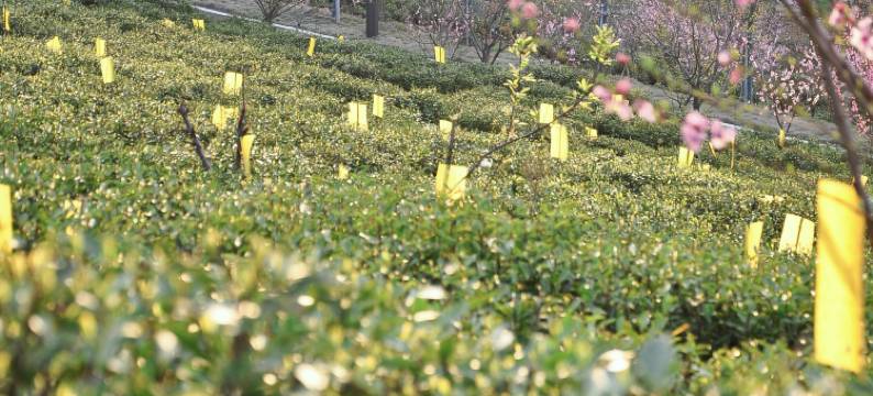 鄂州拾乐园花溪民宿图片