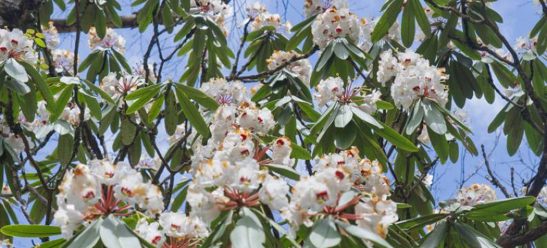 王岗坪贡嘎星空露营地图片