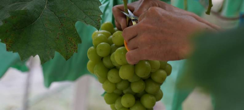 莫干山缦田生态度假酒店图片