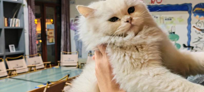 四不相梦想集青年旅舍(武汉园博园店)图片