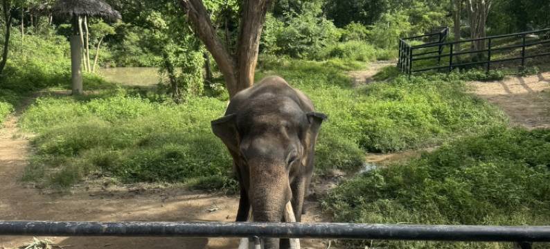 苏梅岛安住海景度假别墅(Anzhu Seamate Villa Samui)图片