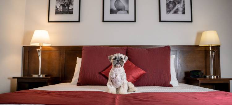 堪培拉美居酒店(Mercure Canberra)图片