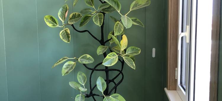 如家华驿精选酒店(内丘县政府店)图片