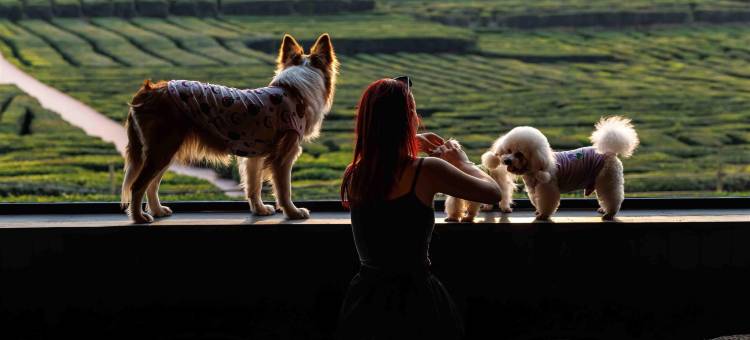 逸山海·慢享榄园茶疗私汤度假民宿图片