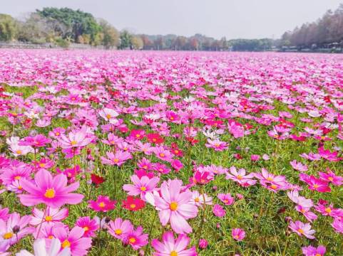 稻梦空间民宿(中山崖口店)图片