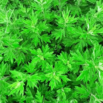 青岛崂山石老人希尔顿欢朋酒店图片