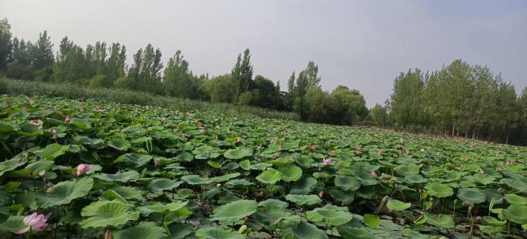 微山湖鹿鸣居民宿图片