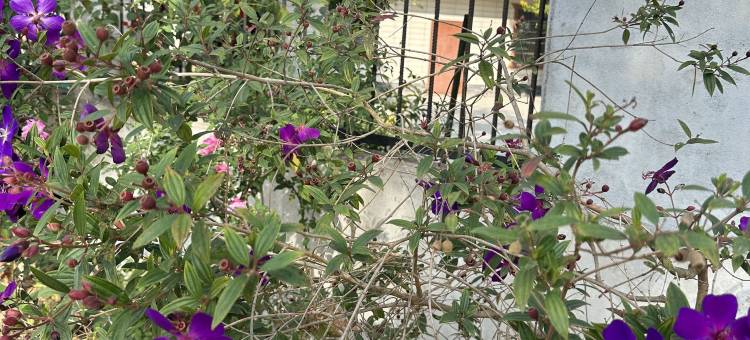 北海喜遇小院民宿(北海福成机场店)图片