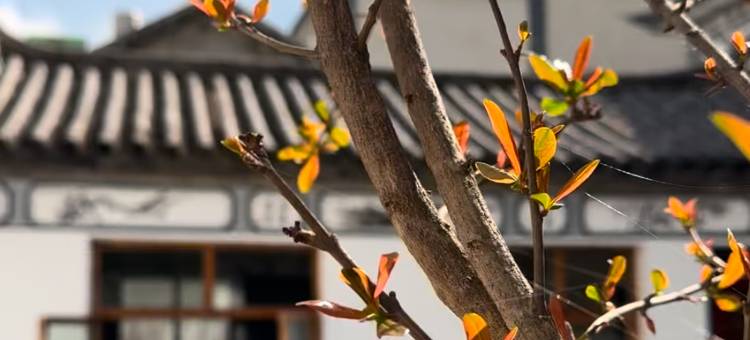 木兮·心悦民宿(大理才村码头店)图片
