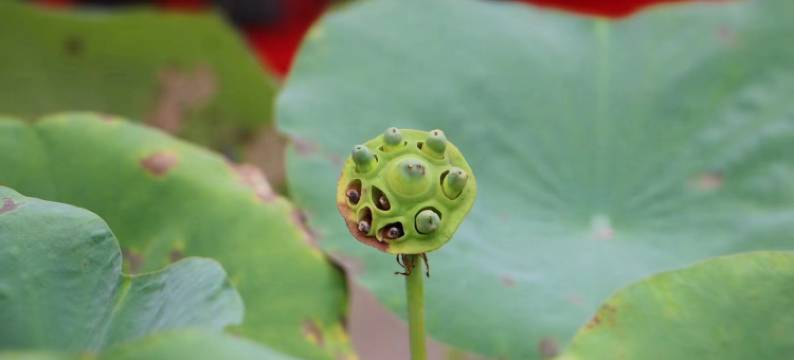 夜侯栖民宿图片