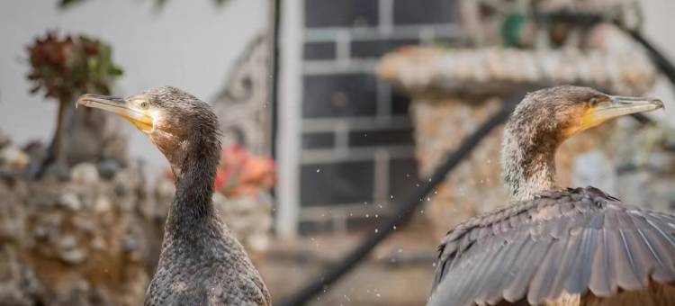 DL海逸居·智能非遗海景度假酒店(大理洱海店)图片