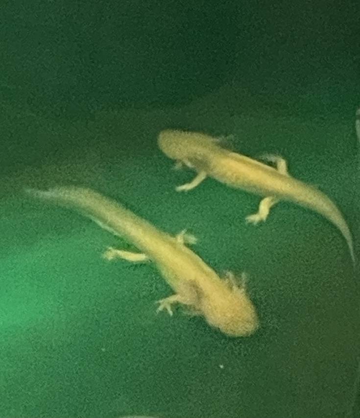 成都大邑花水湾天宫和院酒店图片