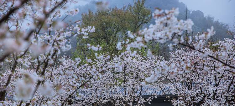 安吉柏翠姚良度假酒店图片