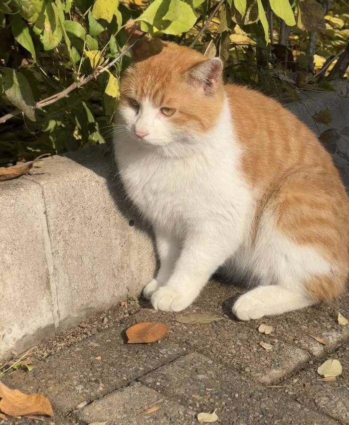 西递青云轩客栈图片