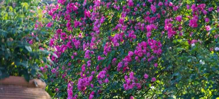 地球村度假区美墅木屋图片