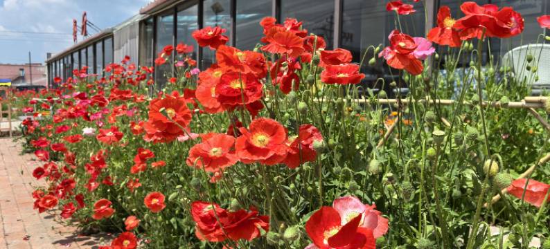 乌兰布统美景假日酒店图片