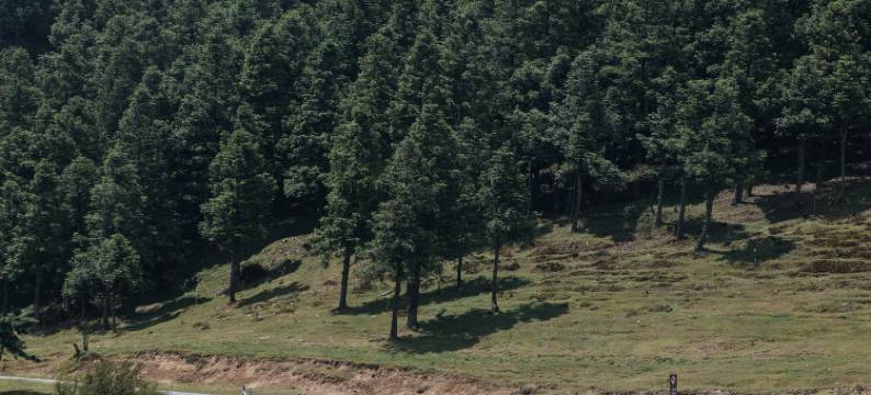 重庆千里走单骑·巴渝民宿(仙女山景区店)图片
