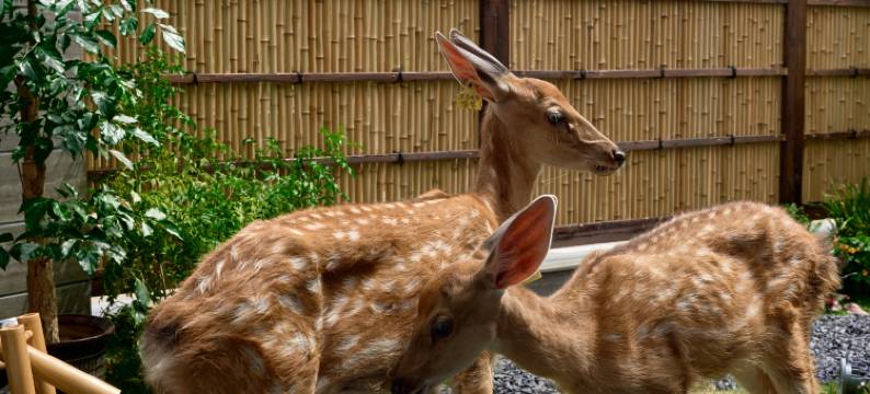 天台易林阁·鹿隐仙踪山景美宿(国清寺景区店)图片
