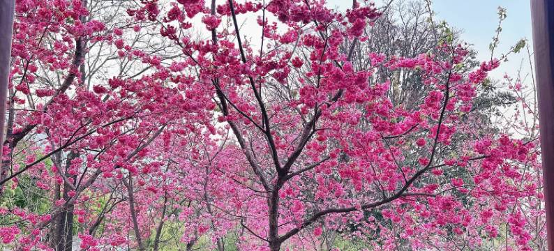 静心雅苑·宋氏美学国风小院(大理古城三月街店)图片