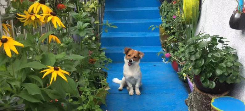 桂东朴宿枫林客栈图片