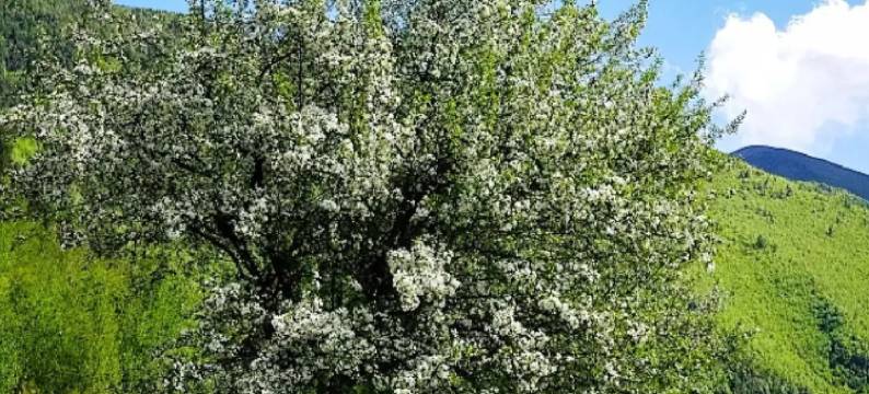 康定古碉观景民宿图片