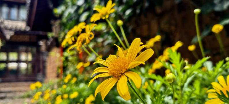 忆庭一院客栈(丽江束河古镇店)图片