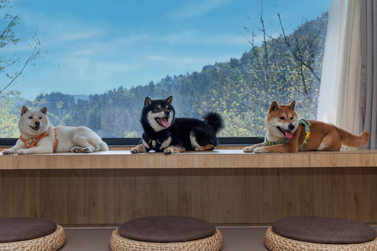 景德镇美集•观山月宠物主题酒店图片