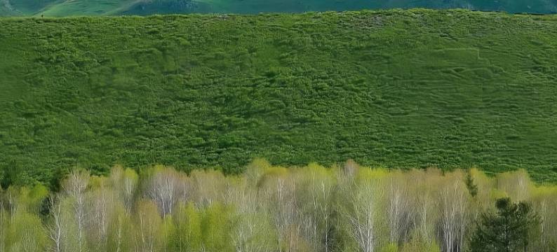 趣远方·森林恩赐Forestcare设计师度假民宿(喀纳斯景区店)图片