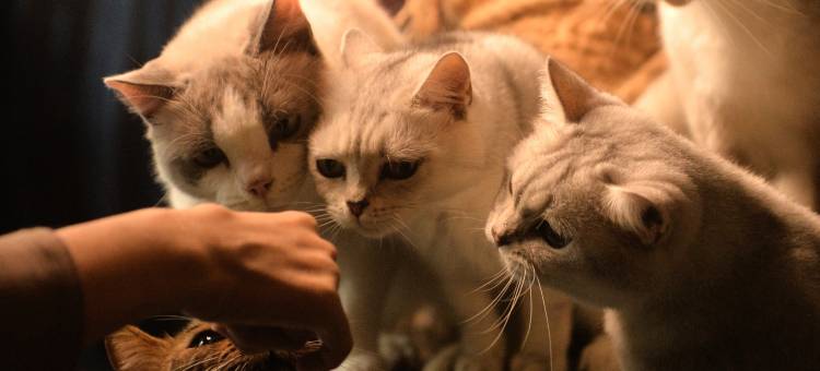 疯子的店·咖啡民宿(南澳岛青澳湾店)图片