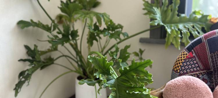 九华山心源居图片