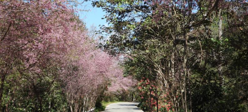 西双版纳景洪清心居青年旅舍图片