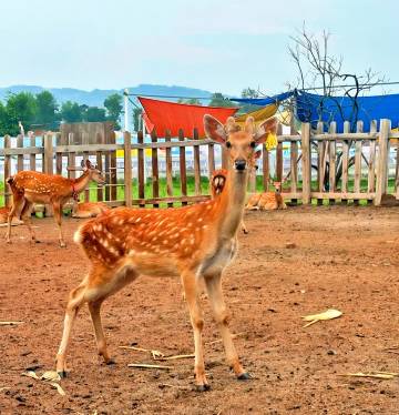 成都金堂花间苑·橘乐图片