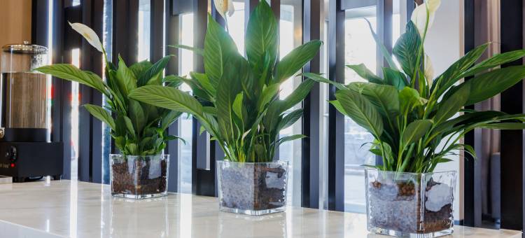 银座佳驿酒店(临沂罗庄区政府店)图片