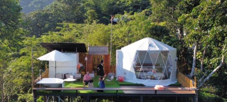 塌吗茶(Tham ma chard)图片