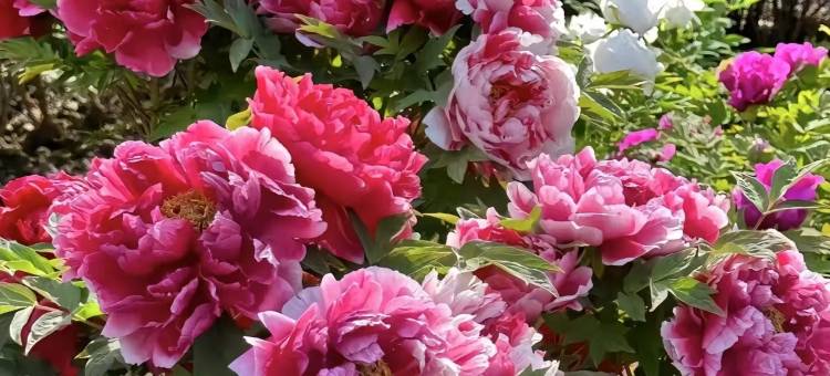 洛阳香山乐居酒店(洛邑古城天堂明堂店)图片