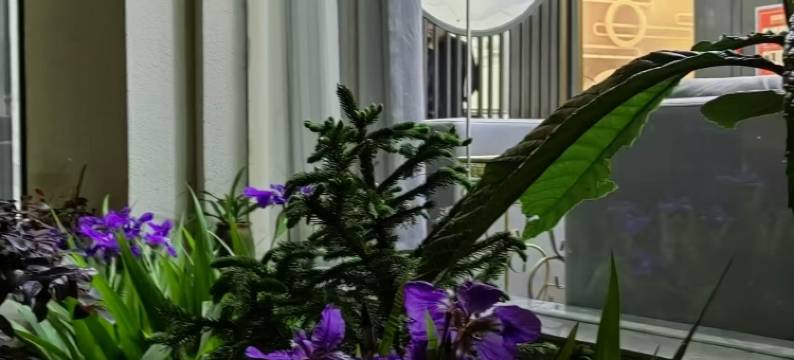 石棉瑞景酒店图片