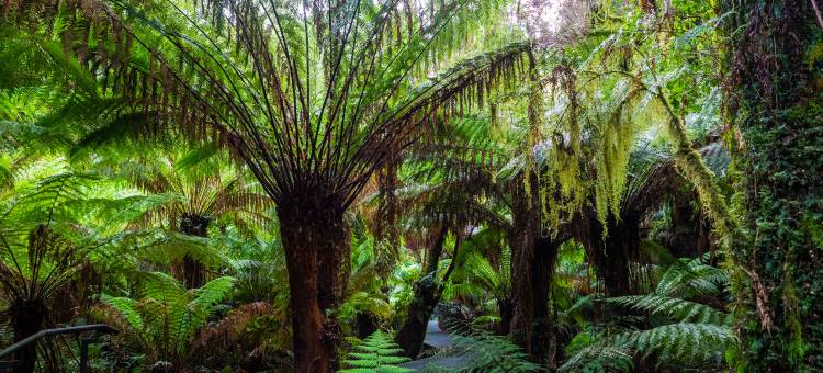 YHA阿波罗湾(YHA Apollo Bay Eco)图片