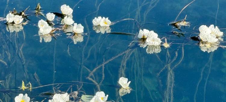 摩梭园·湖岸全景|Azure Ripples Vista·度假酒店(大落水村店)图片