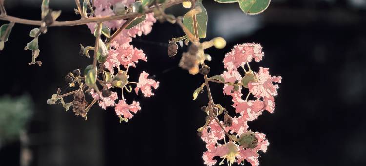 长沙会馆民宿(黔阳古城店)图片