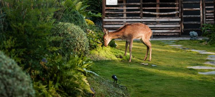 丽江古城南门檀程·纪酒店图片