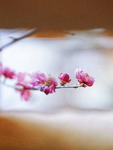 宜兴龙隐江南民宿(窑湖小镇龙池山景区店)图片