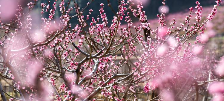 茶马道桃花谷丽世山居图片