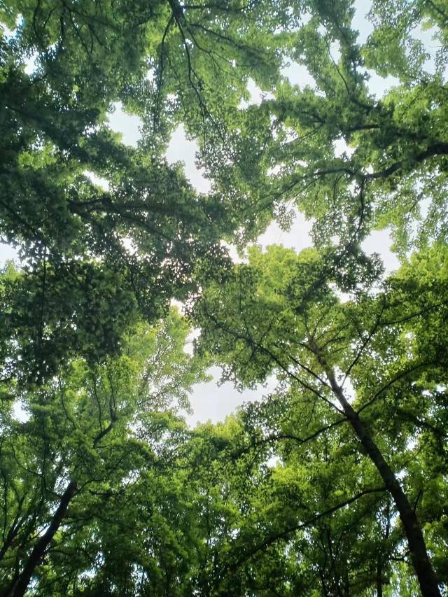 桂墅民宿(西湖灵隐景区青芝坞店)图片