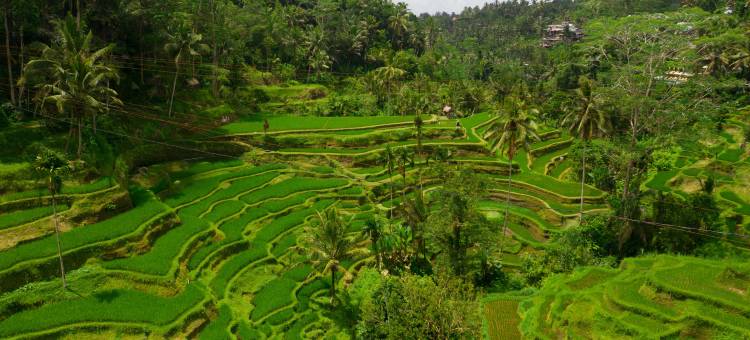 阿丽拉 乌布(Alila Ubud)图片