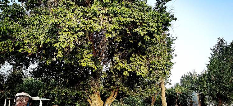 楼兰羌调民宿(楼兰博物馆店)图片