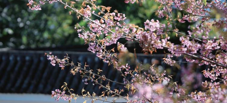 云山民宿(百花岭店)图片