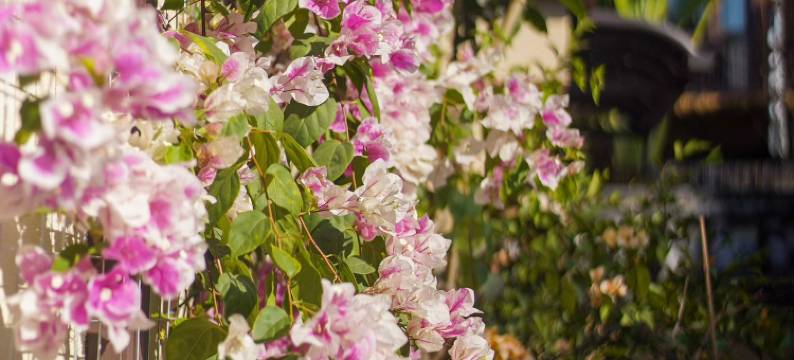 榭纱别院(傣族古镇店)图片