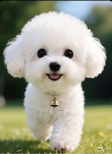 维也纳酒店(松山湖华为欧洲小镇店)图片